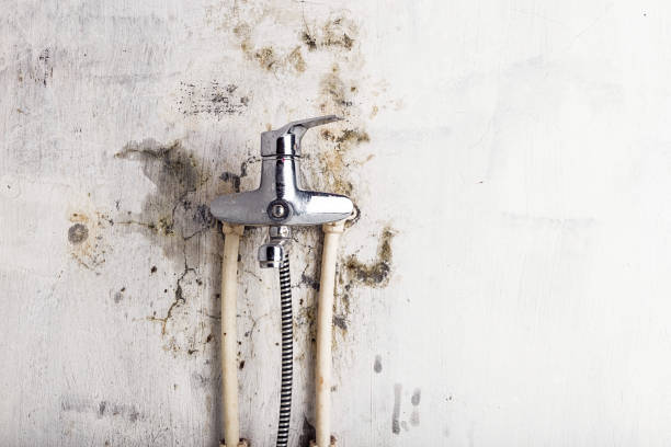 Best Mold Testing  in Dexter, MO