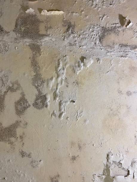 Best Residential Mold Removal  in Dexter, MO