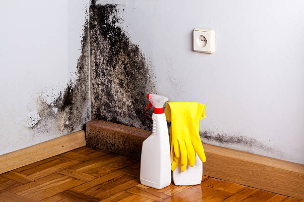 Mold Testing and Removal in Dexter, MO
