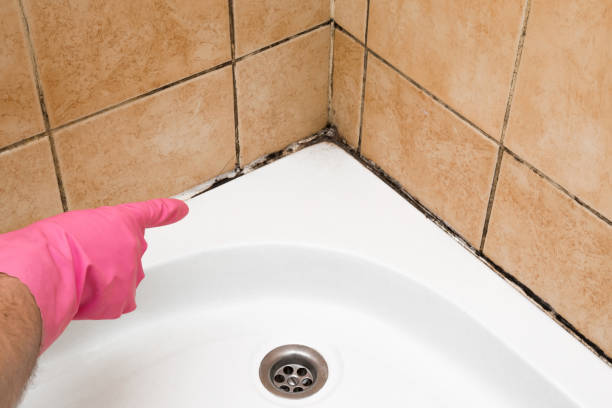 Mold Removal Process in Dexter, MO